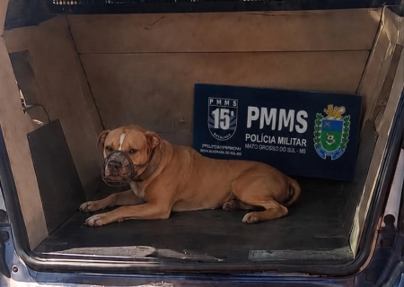 PM atende dois casos de ataques de cães em Nova Alvorada do Sul