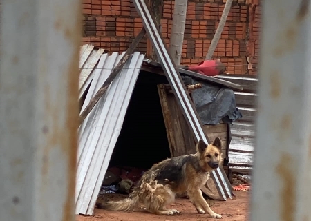 Polícia Civil lança operação contra maus-tratos e prende tutor em Aquidauana