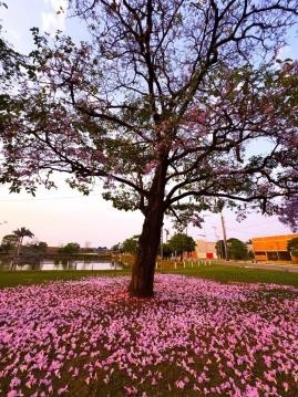Projeto “Meu Olhar sobre Batayporã” valoriza belezas e identidade do município