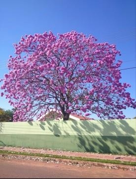 Projeto “Meu Olhar sobre Batayporã” valoriza belezas e identidade do município