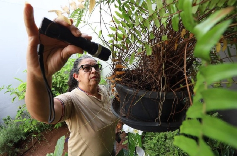 Chikungunya já provocou 31 mortes e mais de 10,8 mil casos em MS