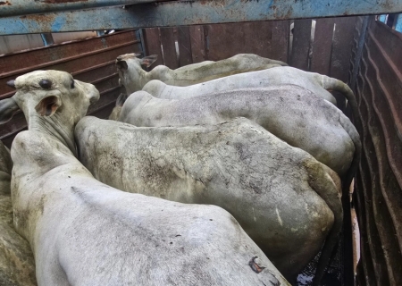 PM Rural recupera 20 bovinos furtados e prende quatro suspeitos em Aquidauana