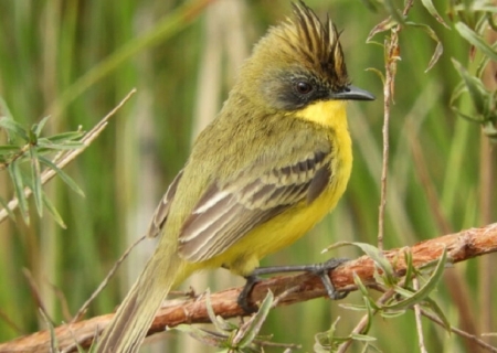Parque das Várzeas do Rio Ivinhema lidera ranking nacional de observação de aves