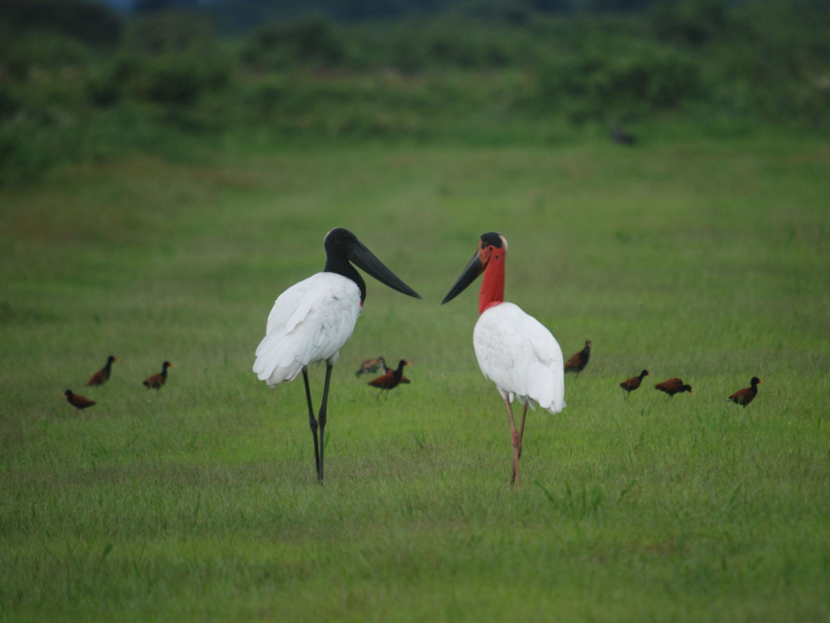 Pantanal: 4&ordm; melhor &ldquo;Destino de Vida Selvagem do Mundo&rdquo; - Foto: Bolivar Porto