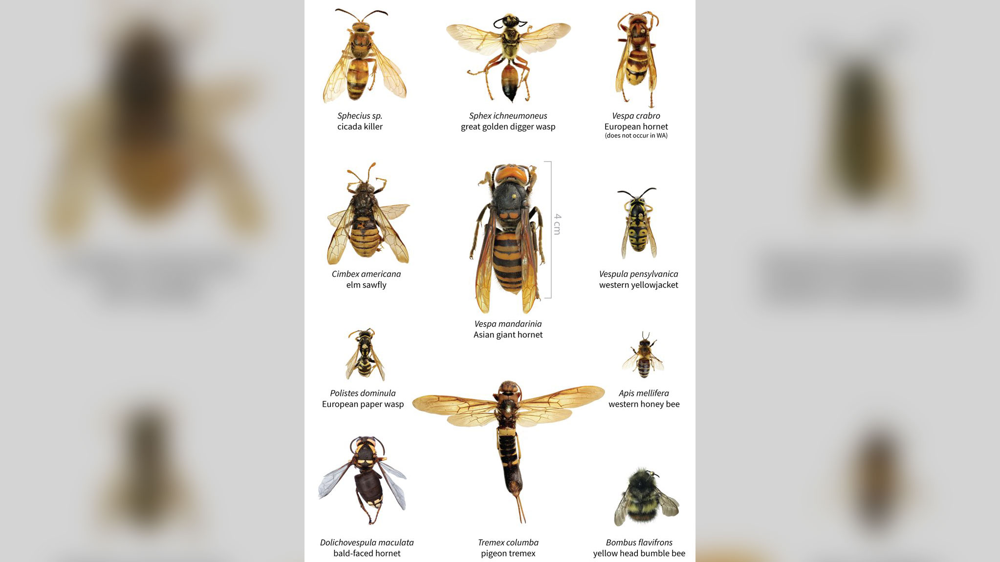 Comparação de tamanho entre a vespa gigante asiática e outros insetos - Foto: Washington State Department of Agricultu