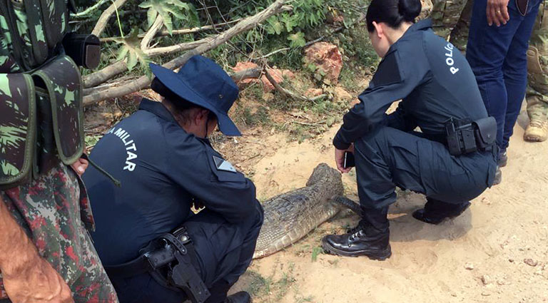 Animais feridos pelas queimadas est&atilde;o sendo resgatados durante a opera&ccedil;&atilde;o - Foto: Divulga&ccedil;&atilde;o
