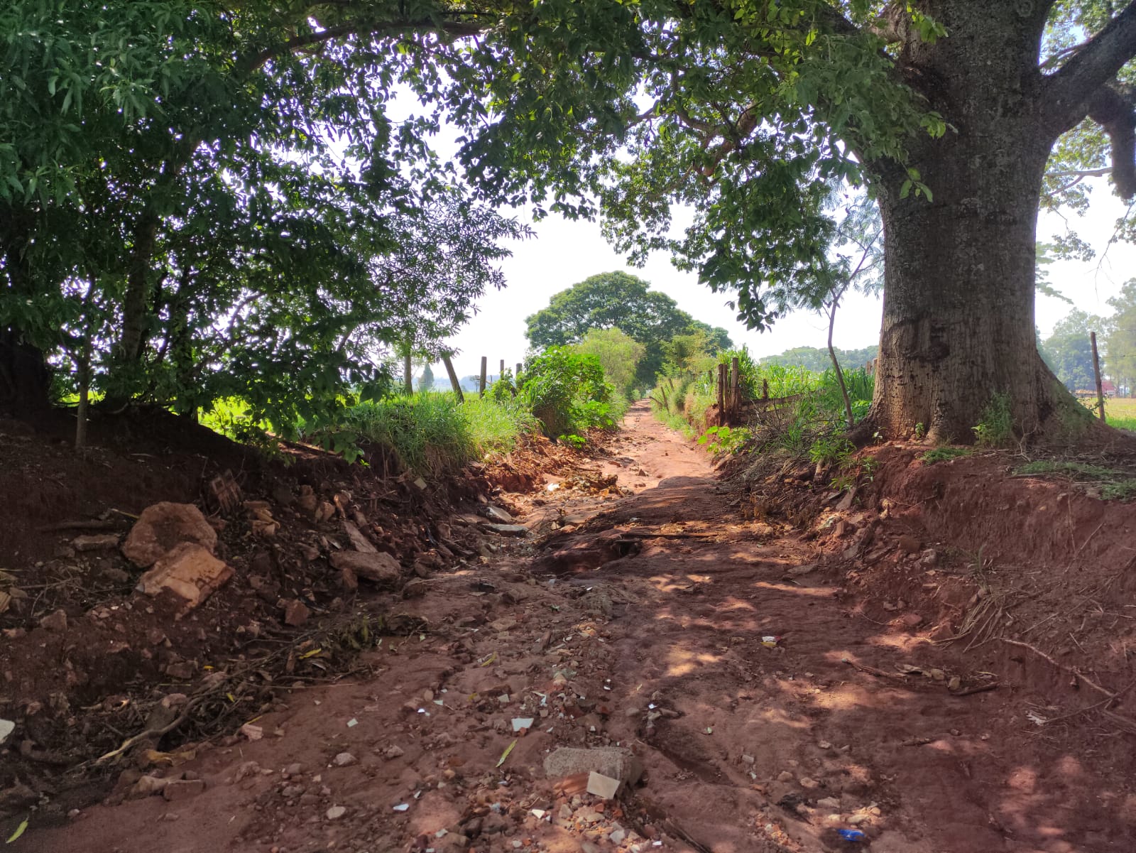 Estrada boiadeira por onde a vítima teria passado de bicicleta - Foto: Jornal da Nova