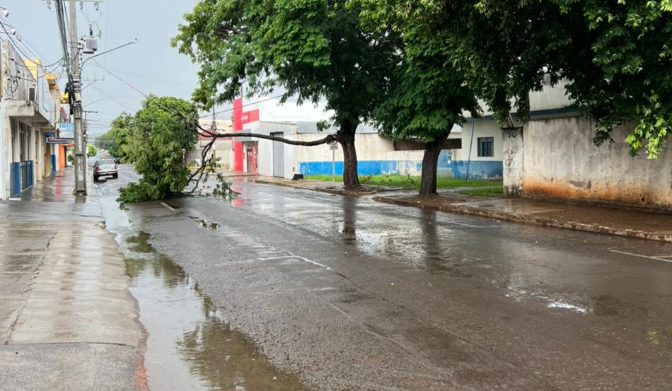 Galho caiu em fios el&eacute;tricos na rua Walter Hubacher - Foto: WhatsApp/Jornal da Nova