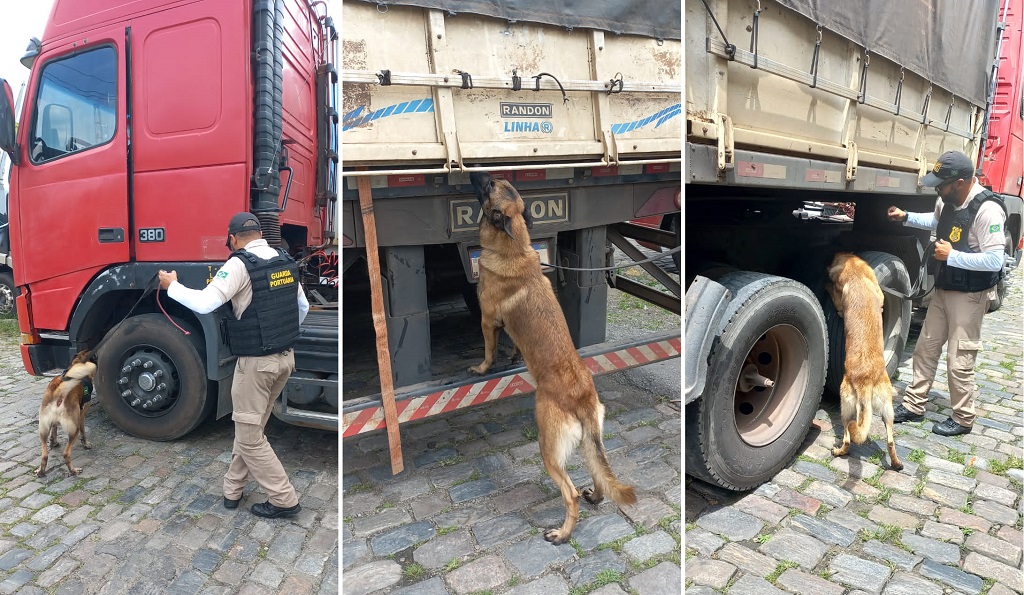 Cão farejador realizando buscas pelo veículo - Foto: Divulgação