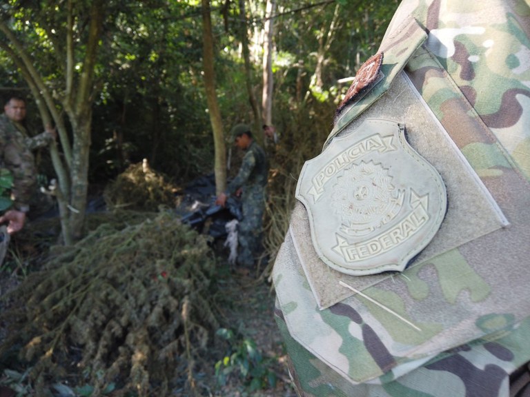 Operação destruiu cerca de 82 toneladas de maconha - Foto: Polícia Federal/Divulgação